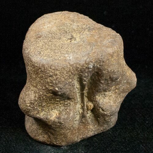 Champsosaurus Vertebrae (Cretaceous Reptile) #12033